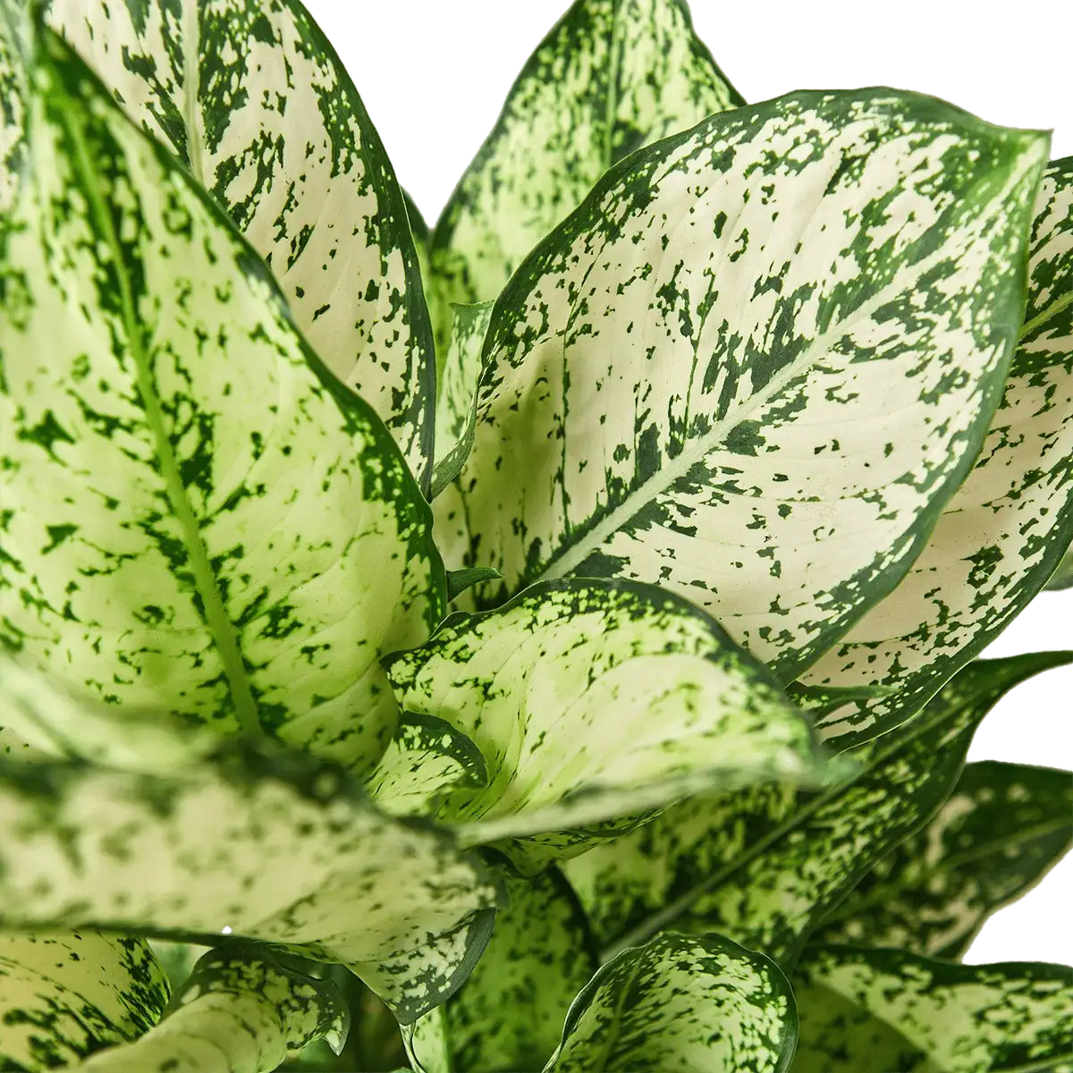 Aglaonema White Dalmatian Chinese Evergreen House Plants for Sale - 6in Nursery Pot, Detail Photo | Best Indoor Plants & Houseplant Sale | Forget Me Not Flower Market