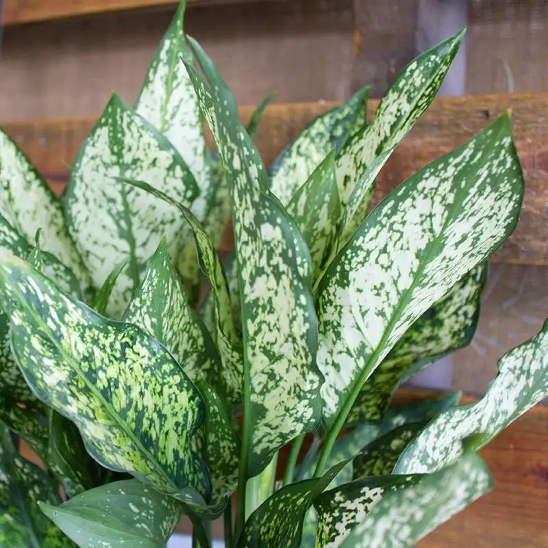 Aglaonema White Dalmatian House Plants for Sale | Best Indoor Plants | Forget Me Not Flower Market | Bonita Springs Flower Market | Cape Coral, Fort Myers, Naples | Indoor Plants, Outdoor Plants, Garden Plants, Flower plants Nursery, Wholesale Flowers and more