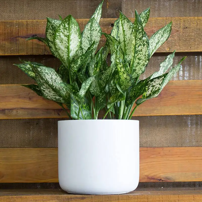 Aglaonema White Dalmatian House Plants for Sale | Best Indoor Plants | Forget Me Not Flower Market | Bonita Springs Flower Market | Cape Coral, Fort Myers, Naples | Indoor Plants, Outdoor Plants, Garden Plants, Flower plants Nursery, Wholesale Flowers and more