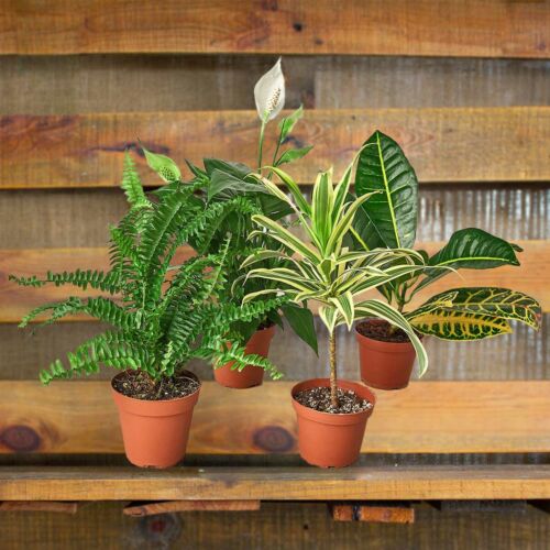 air purifying plants - best online plant nursery | houseplantsale.com - houseplants for sale online | best indoor plants | forget me not flower market