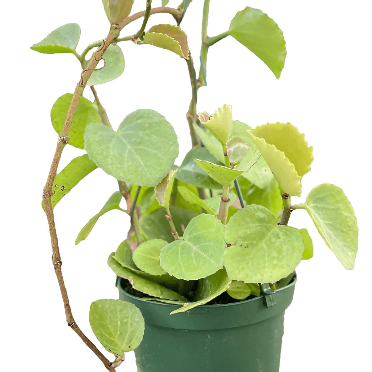 Image of cissus-rotundifolia Plant Subscription House Plants for Sale - 4in Nursery Pot | Best Indoor Plants & Houseplant Sale | Forget Me Not Flower Market