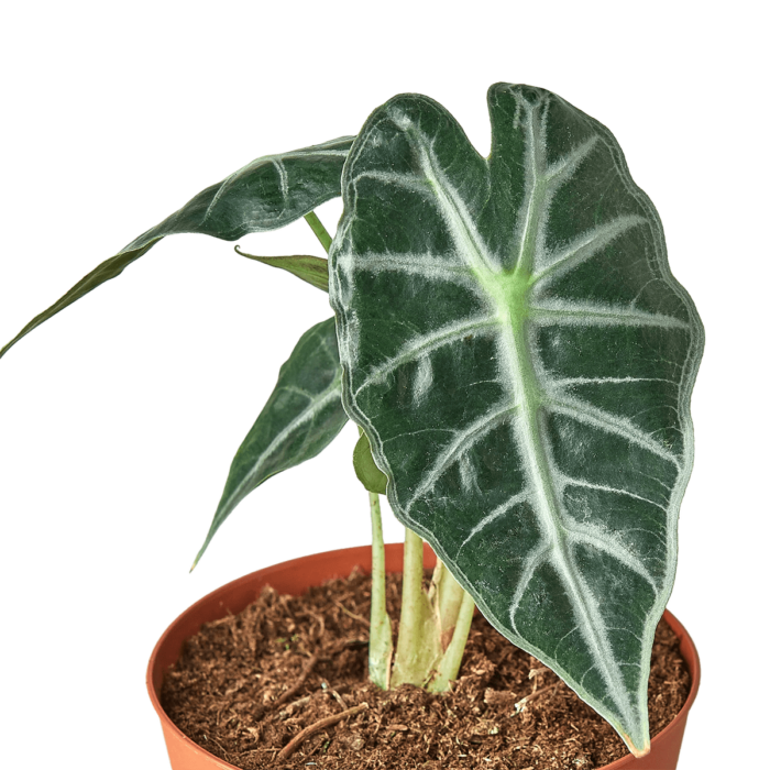 image of alocasia amazonica bambino plant for sale | houseplantsale.com | forget me not flower market