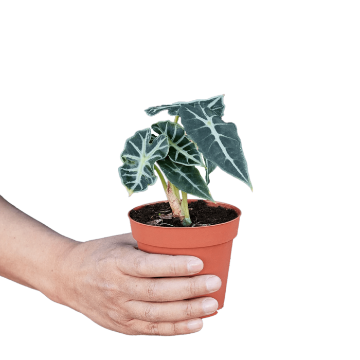 image of alocasia amazonica bambino plant for sale | houseplantsale.com | forget me not flower market