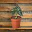 image of alocasia amazonica bambino plant for sale | houseplantsale.com | forget me not flower market