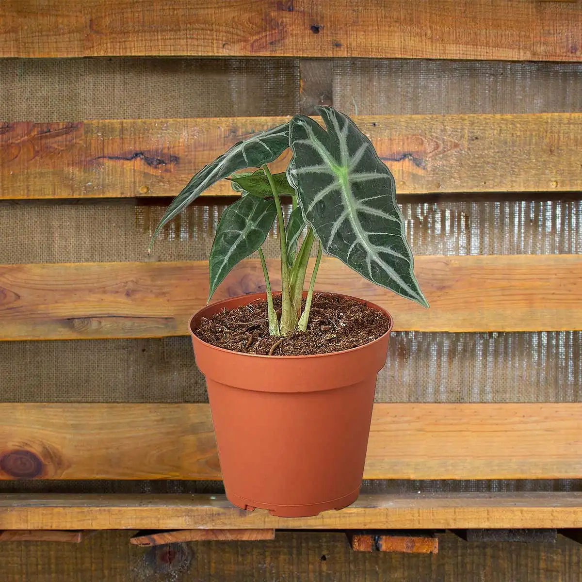 image of alocasia amazonica bambino plant for sale | houseplantsale.com | forget me not flower market