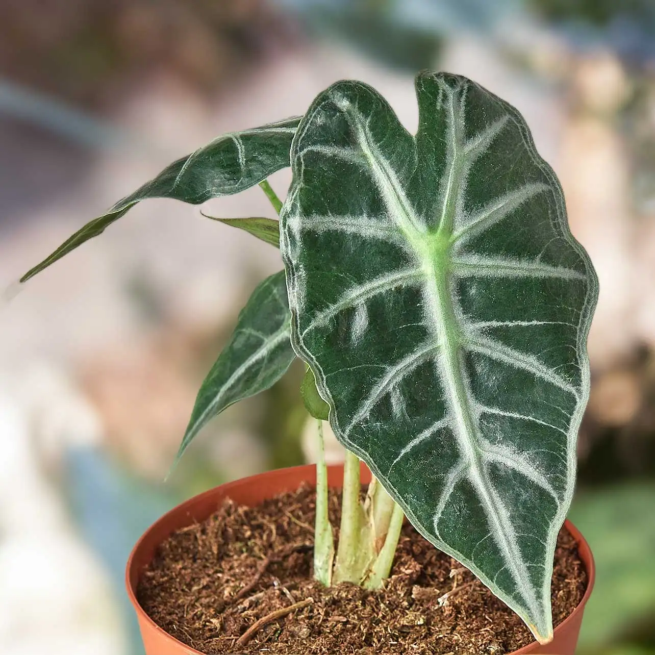 View Plants for valentines- alocasia Amazonica bambino