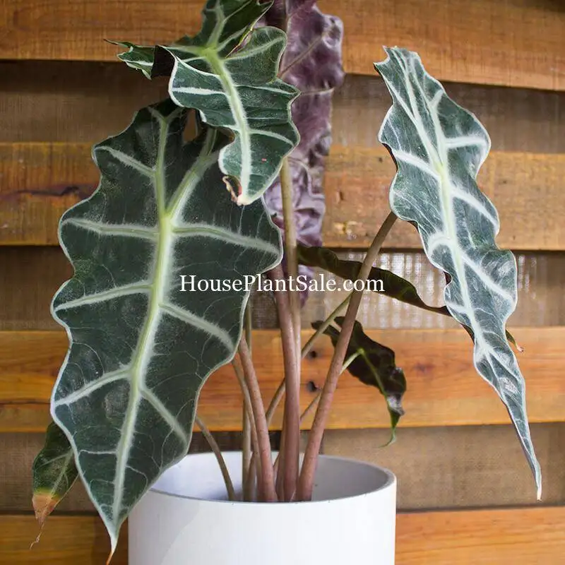 Alocasia Polly - Image 4