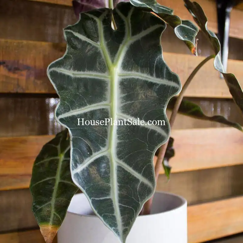Alocasia Amazonica Polly House Plants for Sale | Best Indoor Plants | Forget Me Not Flower Market | Bonita Springs Flower Market | Cape Coral, Fort Myers, Naples | Indoor Plants, Outdoor Plants, Garden Plants, Flower plants Nursery, Wholesale Flowers and more