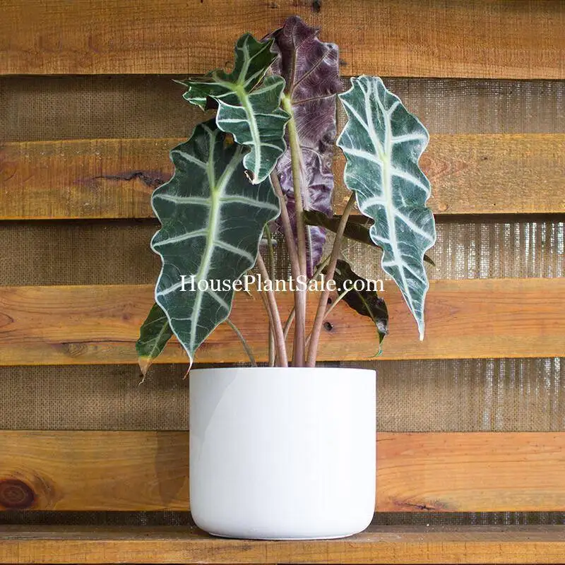 Alocasia Amazonica Polly House Plants for Sale | Best Indoor Plants | Forget Me Not Flower Market | Bonita Springs Flower Market | Cape Coral, Fort Myers, Naples | Indoor Plants, Outdoor Plants, Garden Plants, Flower plants Nursery, Wholesale Flowers and more