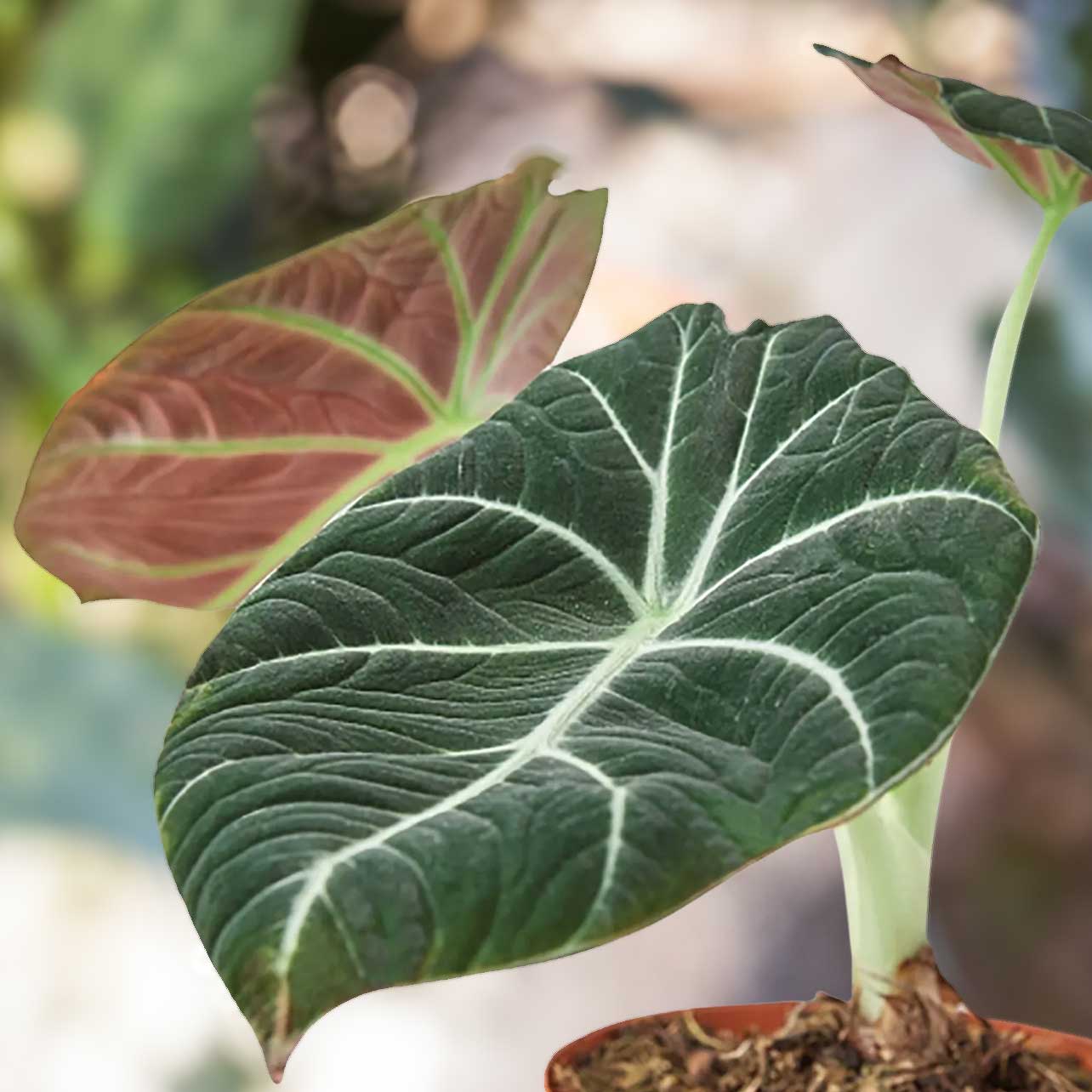 View Plants for valentines- Alocasia Black Velvet