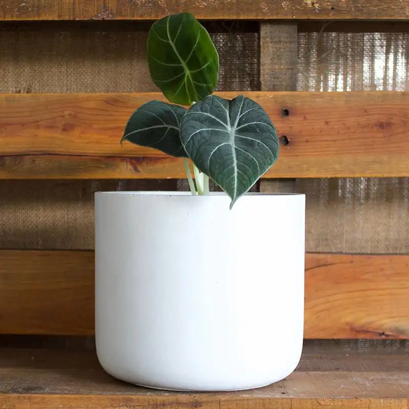 Alocasia Black Velvet House Plant for Sale | Houseplant Sale | Best Indoor Plants | Forget Me Not Flower Market | Velvet Alocasia, Black Velvet Plant, Alocasia Polly