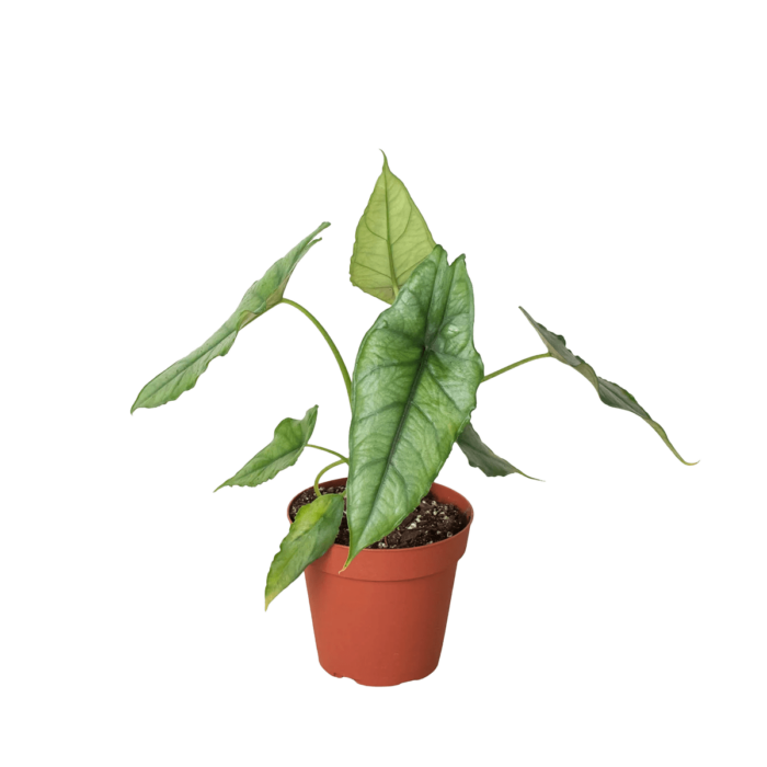 image of dragons breath plant for sale | houseplantsale.com | forget me not flower market