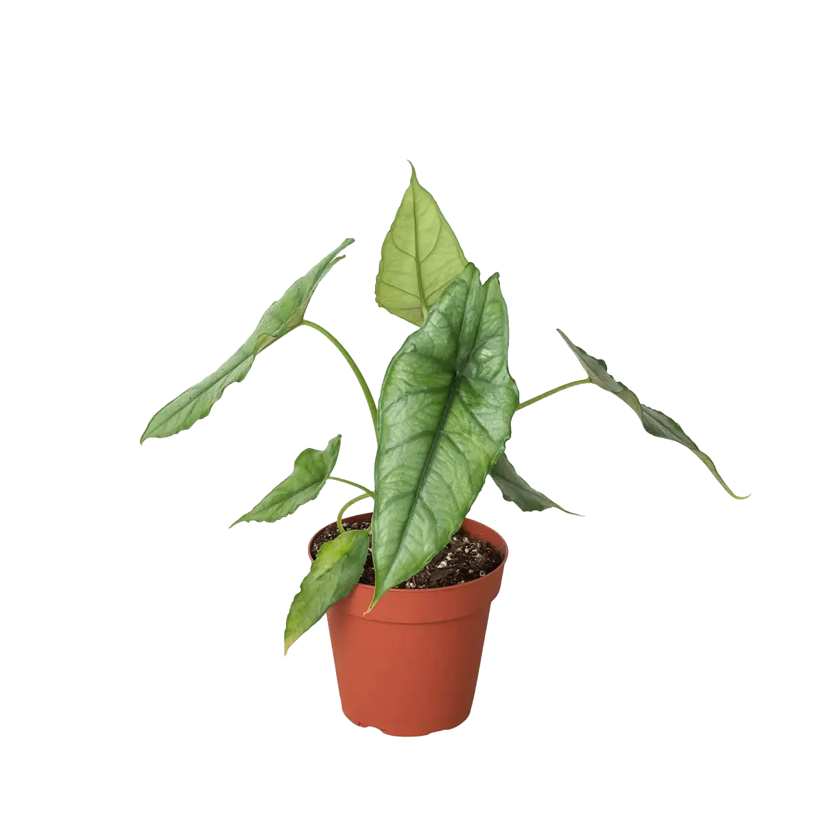 image of dragons breath plant for sale | houseplantsale.com | forget me not flower market