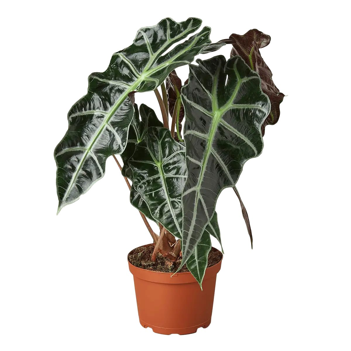House Plants for Sale - 6in Nursery Pot | Best Indoor Plants & Houseplant Sale | Forget Me Not Flower Market