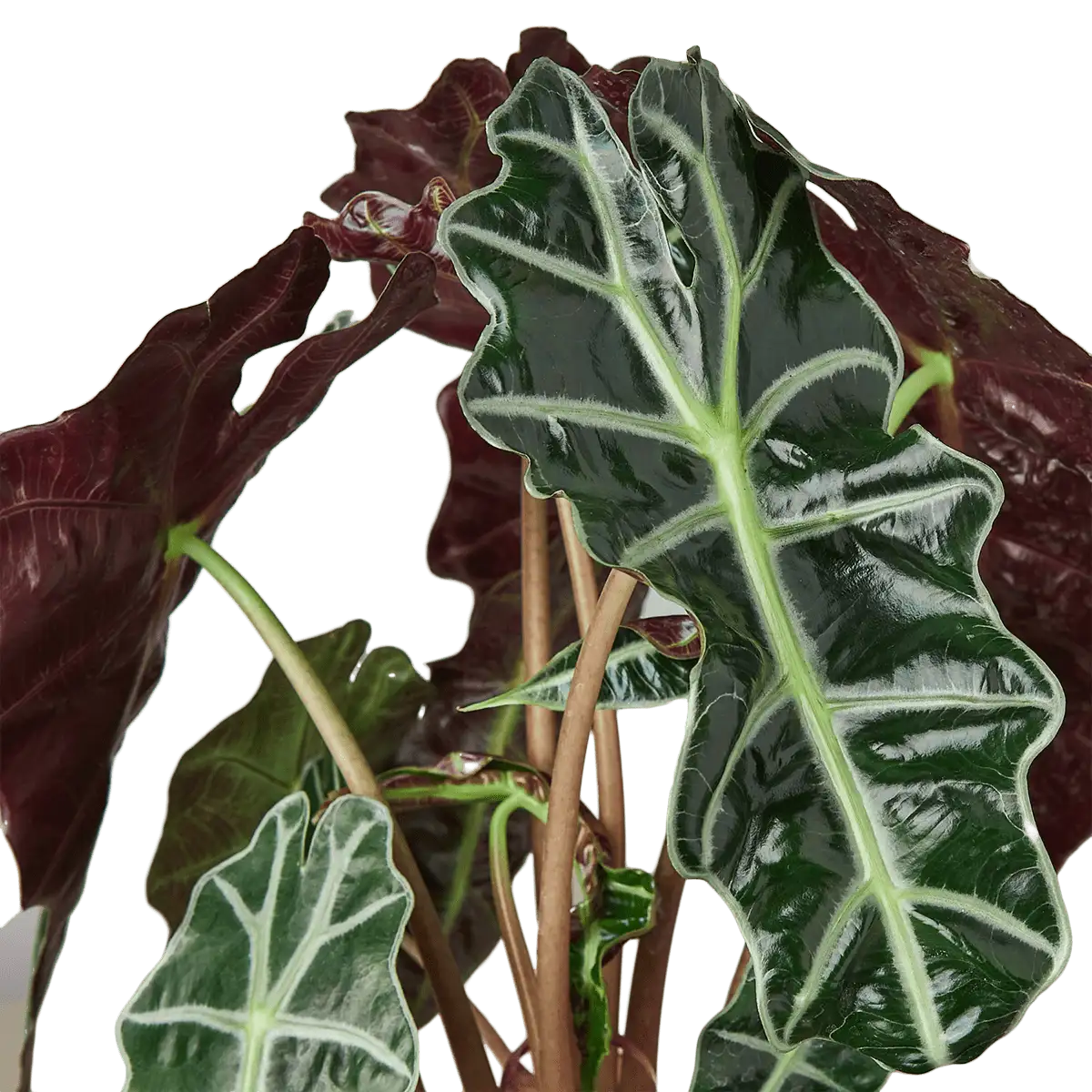 House Plants for Sale - Detail Photo | Best Indoor Plants & Houseplant Sale | Forget Me Not Flower Market