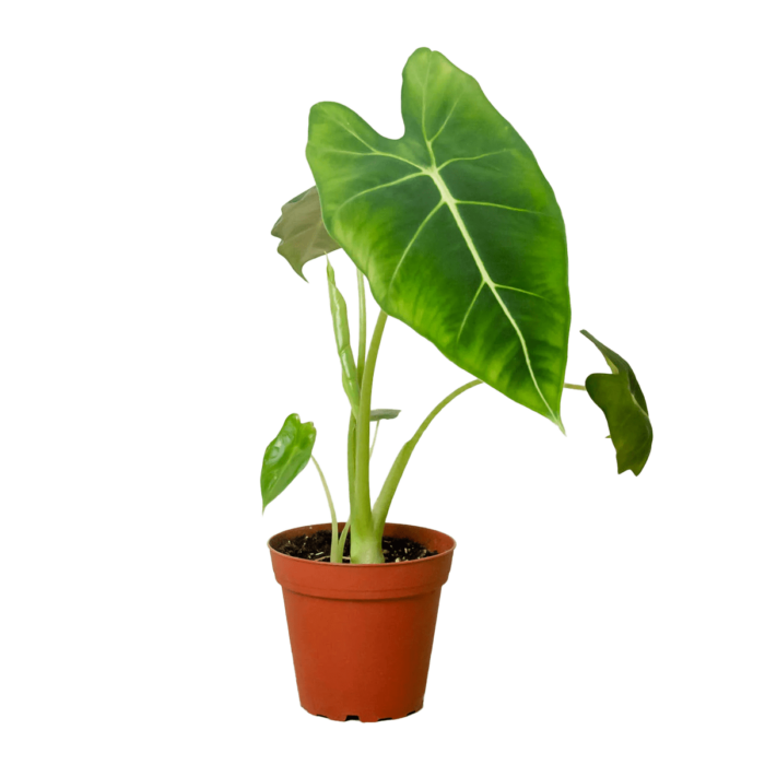 alocasia frydek micholitziana green velvet plant for sale | best indoor plants | plants for gifts | best online plant nursery | houseplantsale.com - houseplants for sale online | forget me not flower market