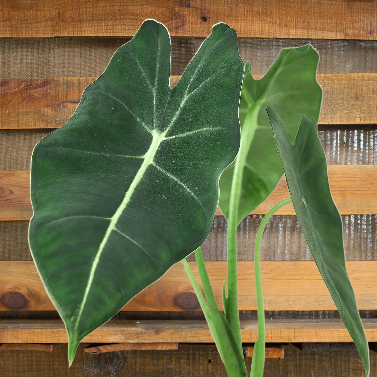 alocasia frydek micholitziana green velvet plant for sale | best indoor plants | plants for gifts | best online plant nursery | houseplantsale.com - houseplants for sale online | forget me not flower market