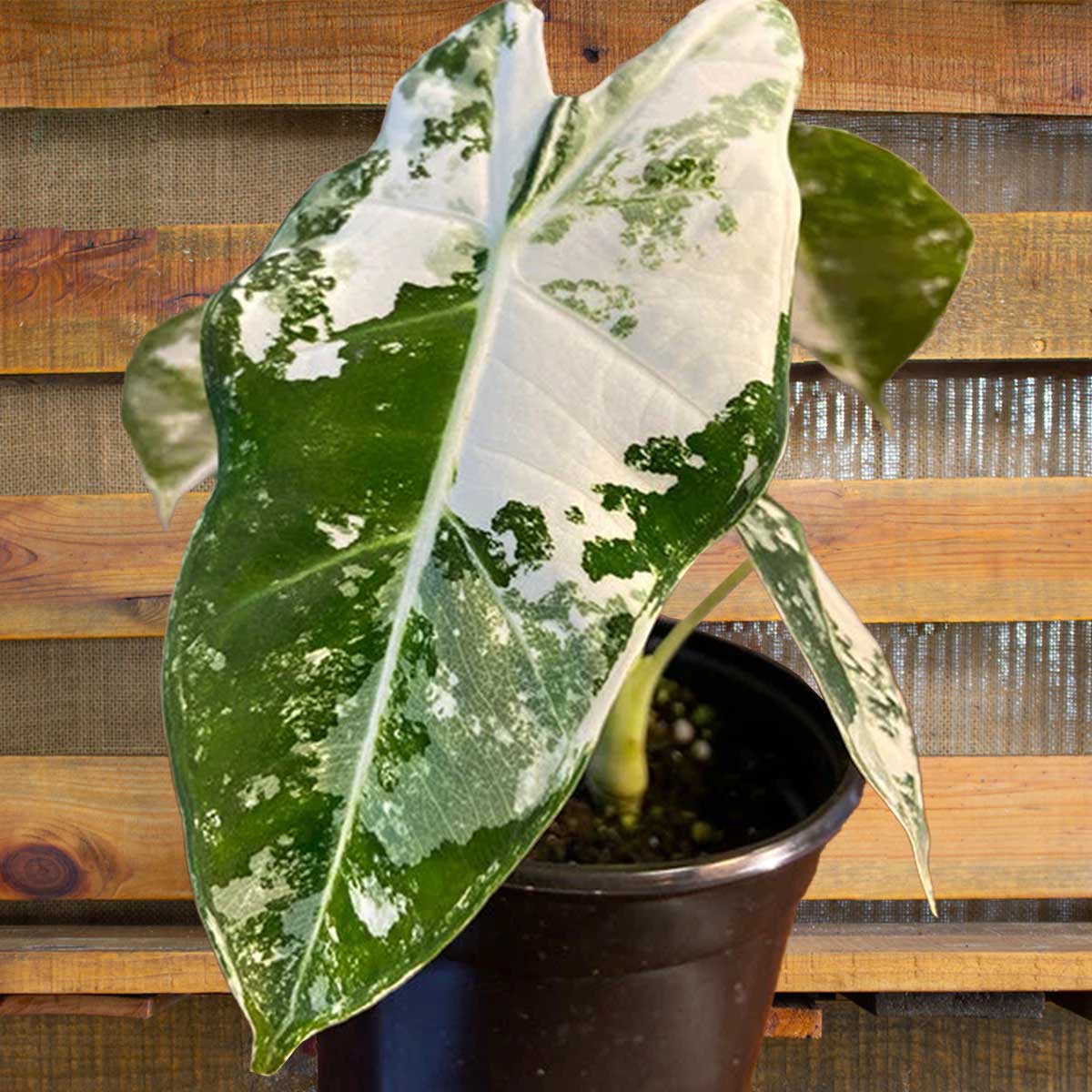 alocasia frydek variegated plant for sale | houseplantsale.com | forget me not flower market