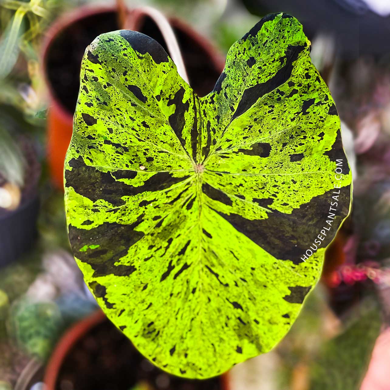 Image of Alocasia Hilo Beauty Plants for Valentines Day