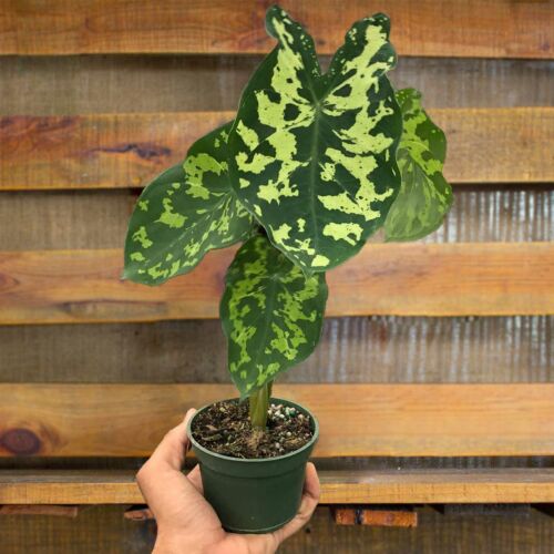 alocasia hilo beauty House Plants for Sale | Best Indoor Plants | Forget Me Not Flower Market | plant gifts for plant lovers
