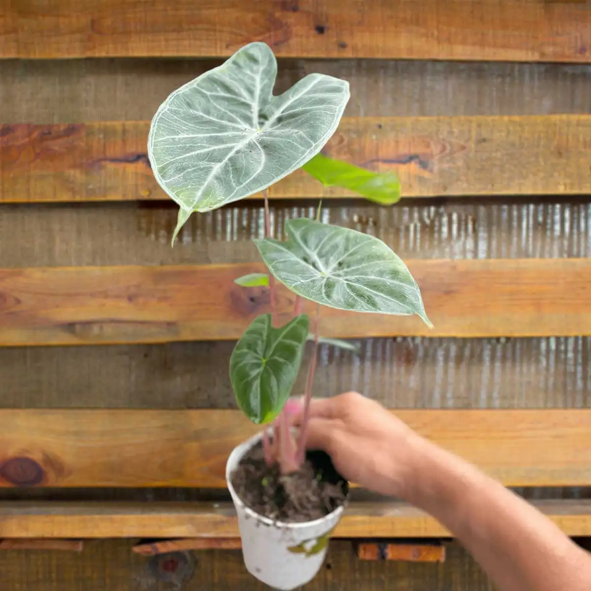 image of alocasia ivory coast plant for sale | houseplantsale.com | forget me not flower market