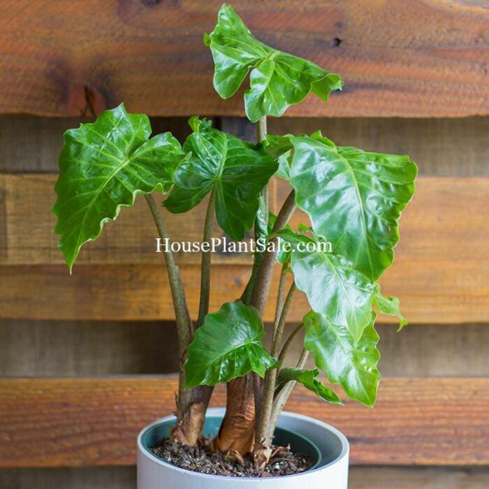 Alocasia Low Rider, House Plants for Sale | Best Indoor Plants | Forget Me Not Flower Market | Bonita Springs Flower Market | Cape Coral, Fort Myers, Naples | Indoor Plants, Outdoor Plants, Garden Plants, Flower plants Nursery, Wholesale Flowers and more