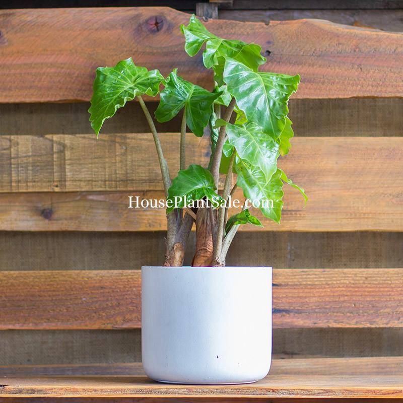 Alocasia Low Rider, House Plants for Sale | Best Indoor Plants | Forget Me Not Flower Market | Bonita Springs Flower Market | Cape Coral, Fort Myers, Naples | Indoor Plants, Outdoor Plants, Garden Plants, Flower plants Nursery, Wholesale Flowers and more