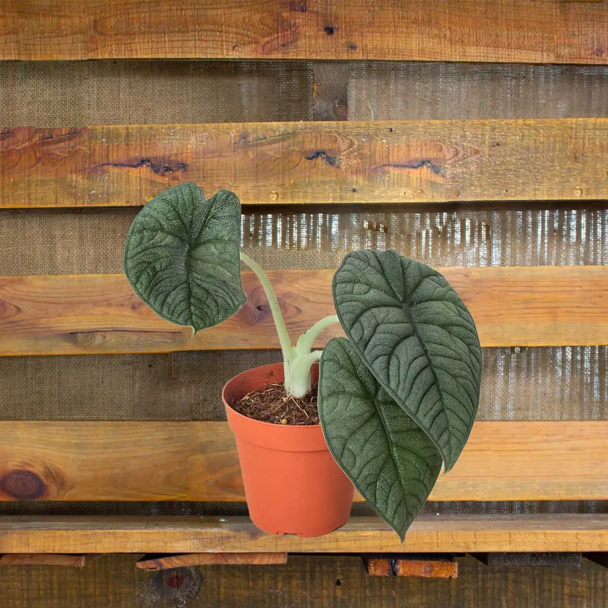 image of alocasia Melo plant for sale | houseplantsale.com | forget me not flower market