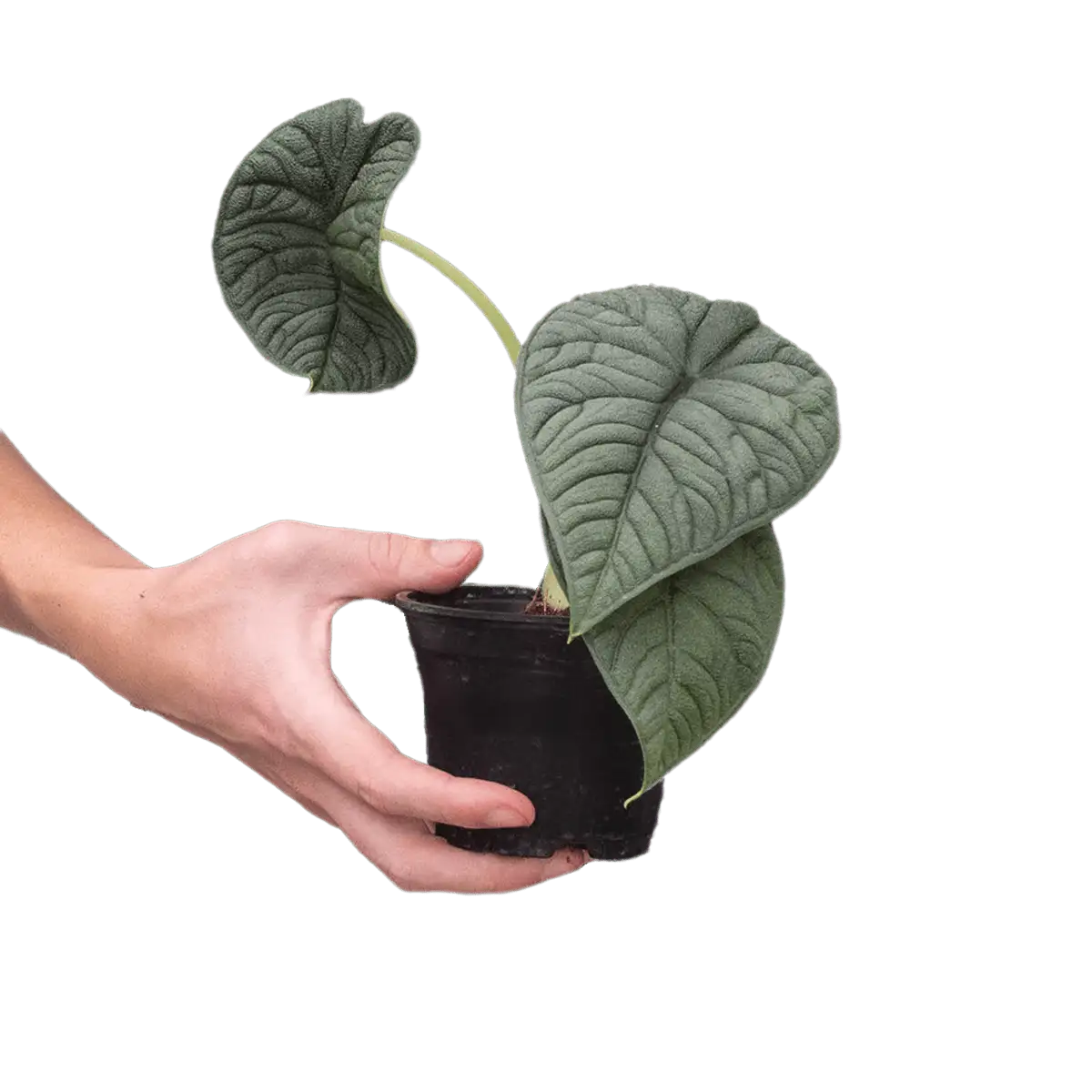 image of alocasia Melo plant for sale | houseplantsale.com | forget me not flower market