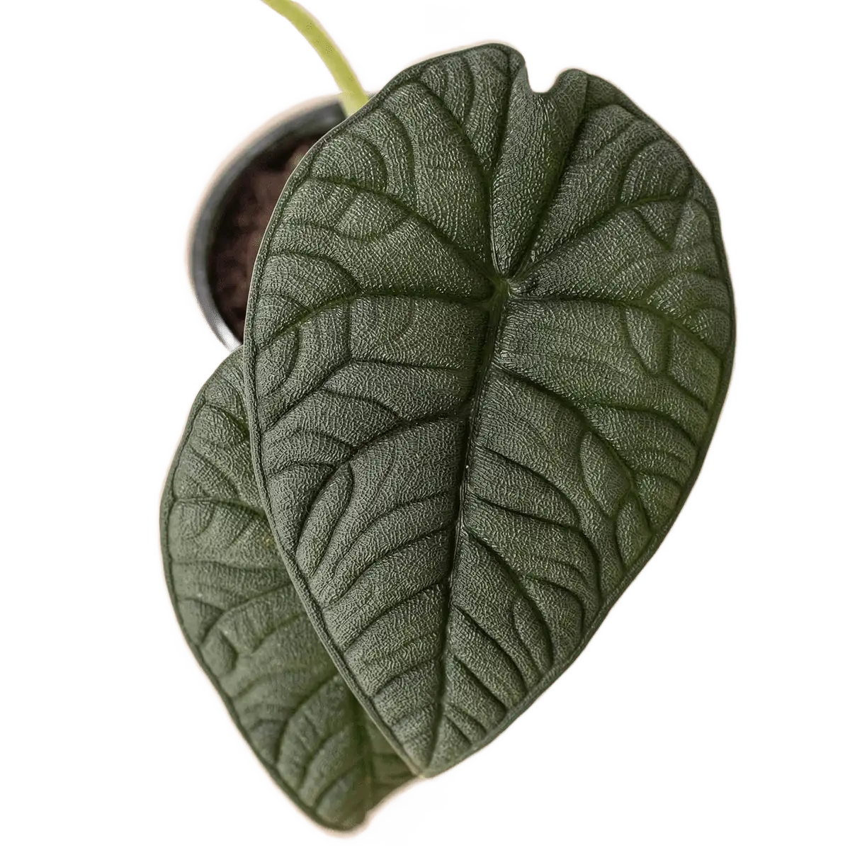 image of alocasia Melo plant for sale | houseplantsale.com | forget me not flower market