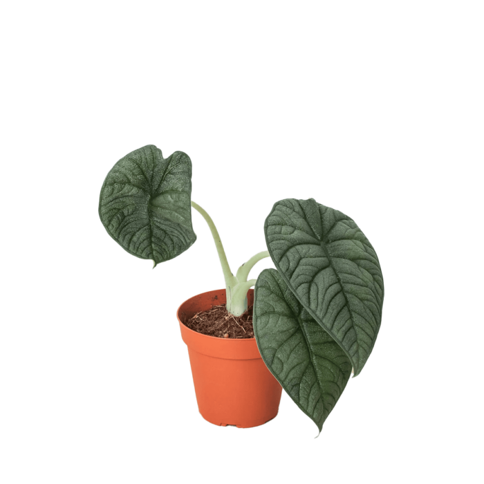 image of alocasia Melo plant for sale | houseplantsale.com | forget me not flower market