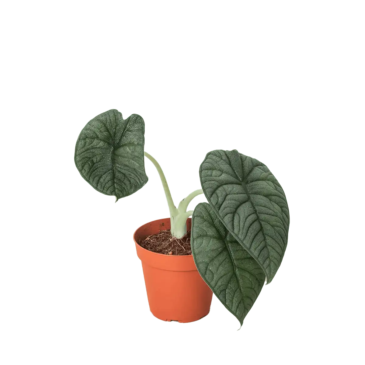 image of alocasia Melo plant for sale | houseplantsale.com | forget me not flower market