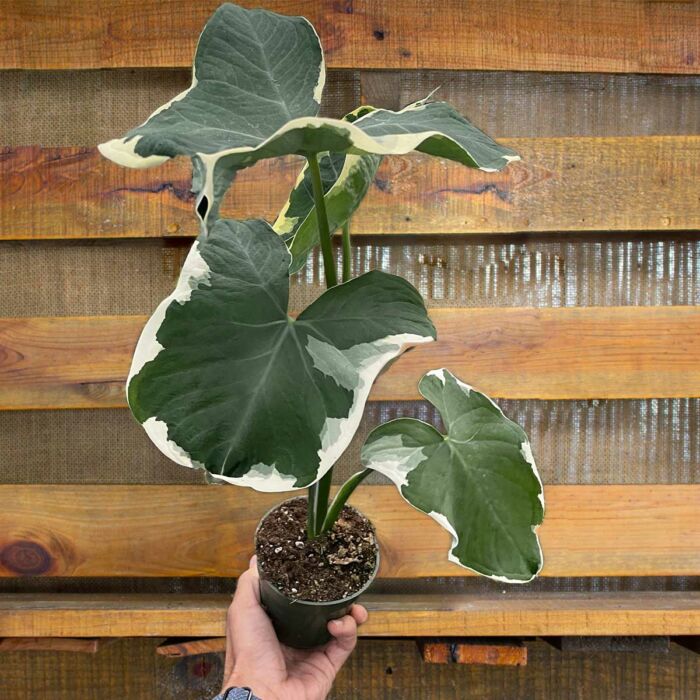 image of alocasia mickey mouse xanthosoma sagittifolium variegatum monstrosum plant for sale | houseplantsale.com | forget me not flower market