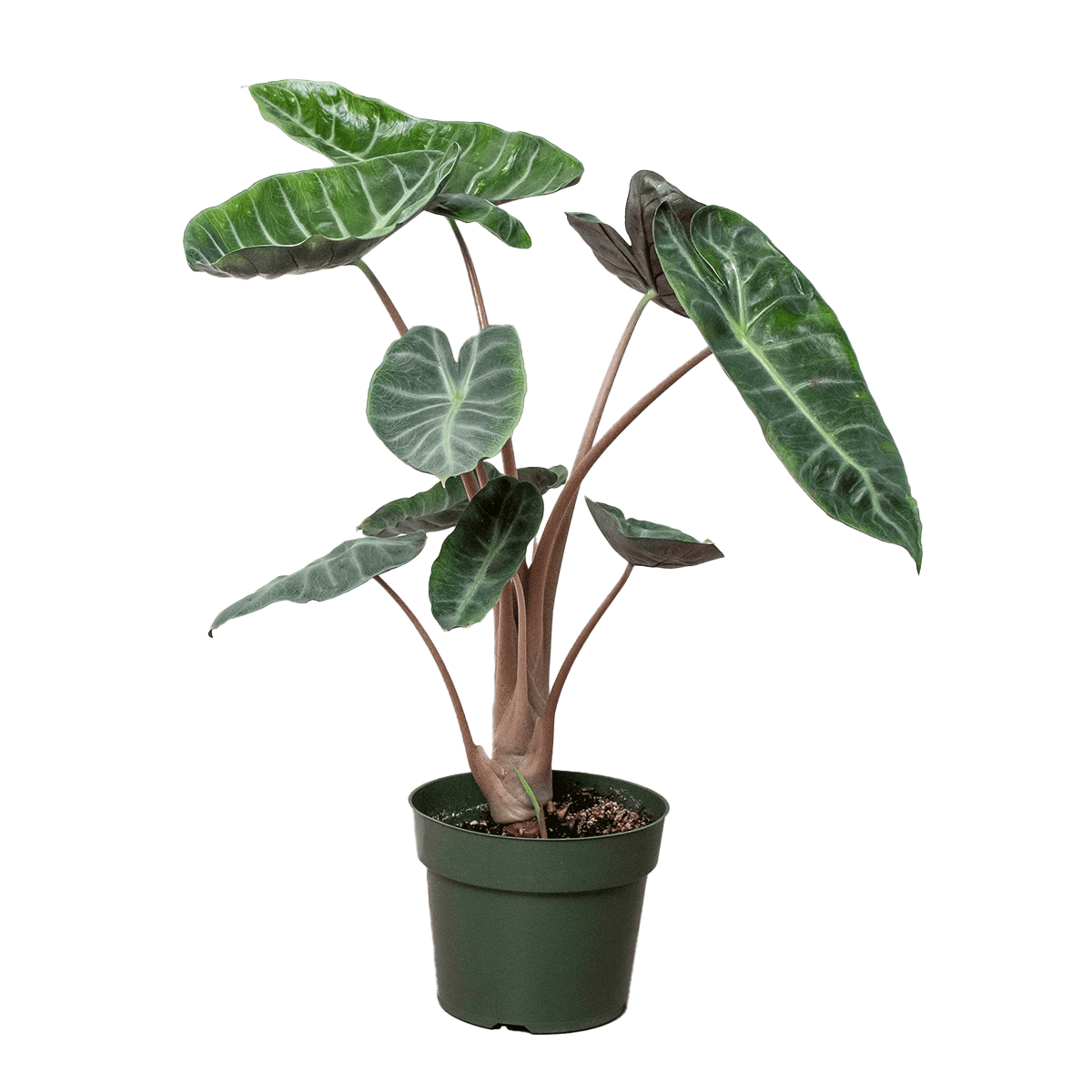 Alocasia Pink Dragon also known as Alocasia morocco pink dragon or Alocasia calidora House Plants for Sale - 6in Nursery Pot | Best Indoor Plants & Houseplant Sale | Forget Me Not Flower Market