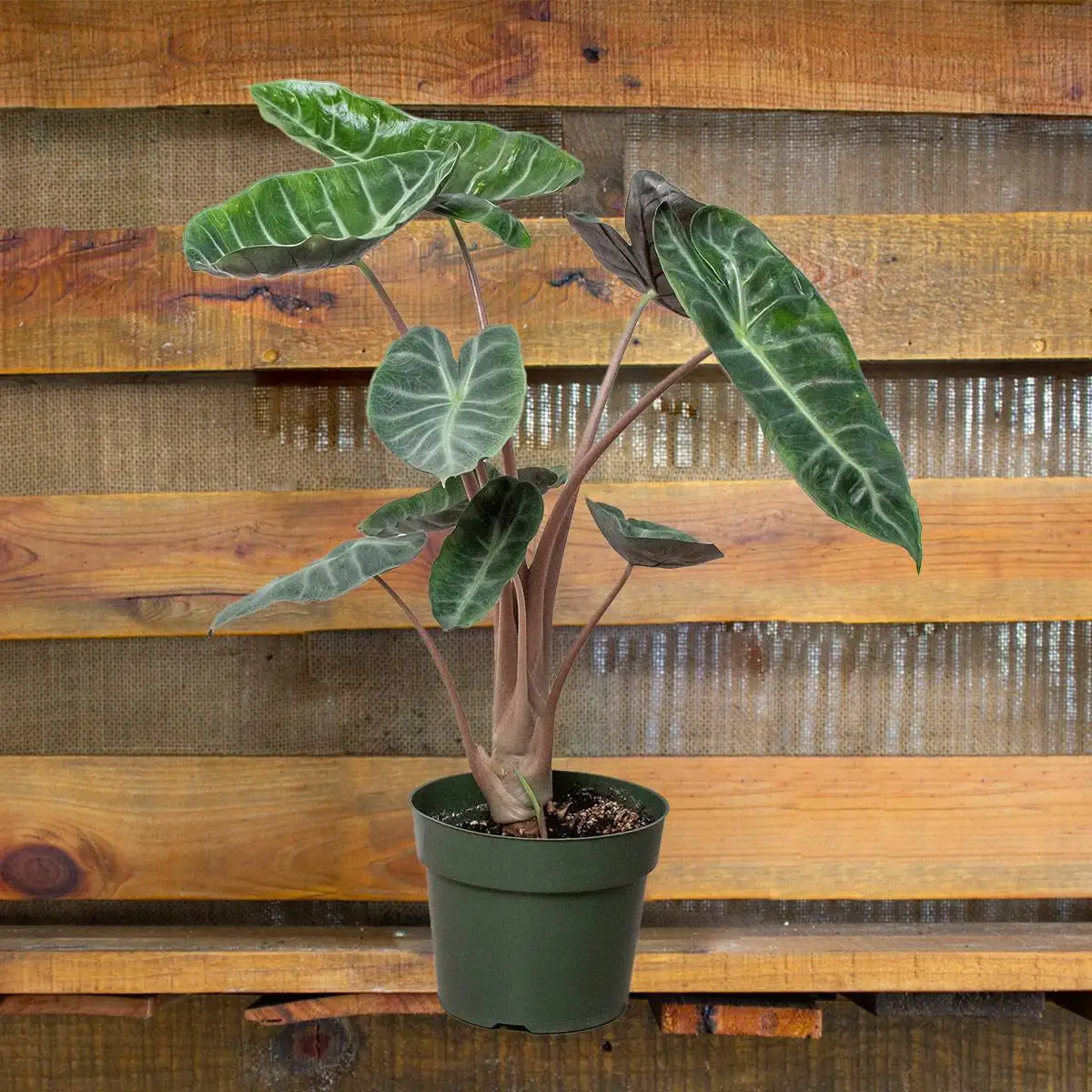 alocasia pink dragon | houseplants for sale online, house plants for sale, buy plants near me, indoor plants for sale | houseplantsale.com best indoor plants | forget me not flower market