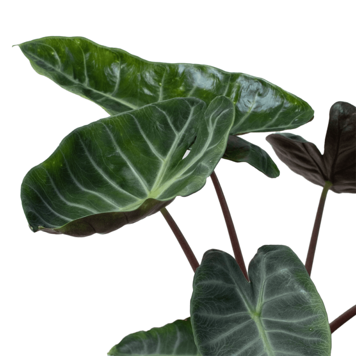 Alocasia Pink Dragon also known as Alocasia morocco pink dragon or Alocasia calidora House Plants for Sale - 6in Detail Photo | Best Indoor Plants & Houseplant Sale | Forget Me Not Flower Market