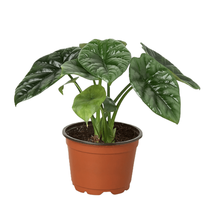 Alocasia 'Reversa' House Plants for Sale - 4in, Nursery Pot | Best Indoor Plants & Houseplant Sale | Forget Me Not Flower Market