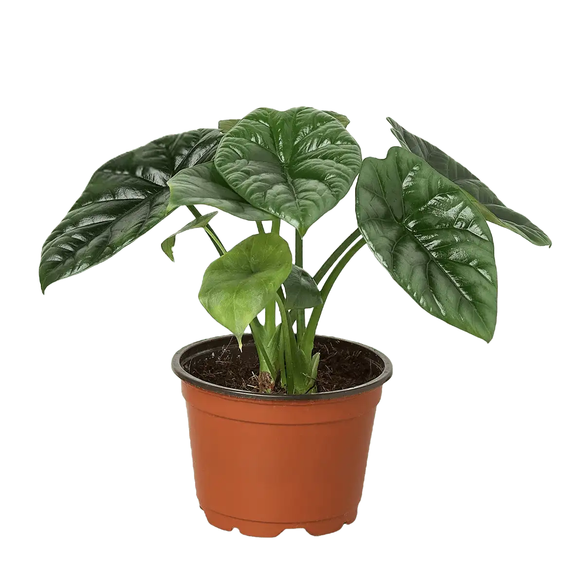 Alocasia 'Reversa' House Plants for Sale - 4in, Nursery Pot | Best Indoor Plants & Houseplant Sale | Forget Me Not Flower Market
