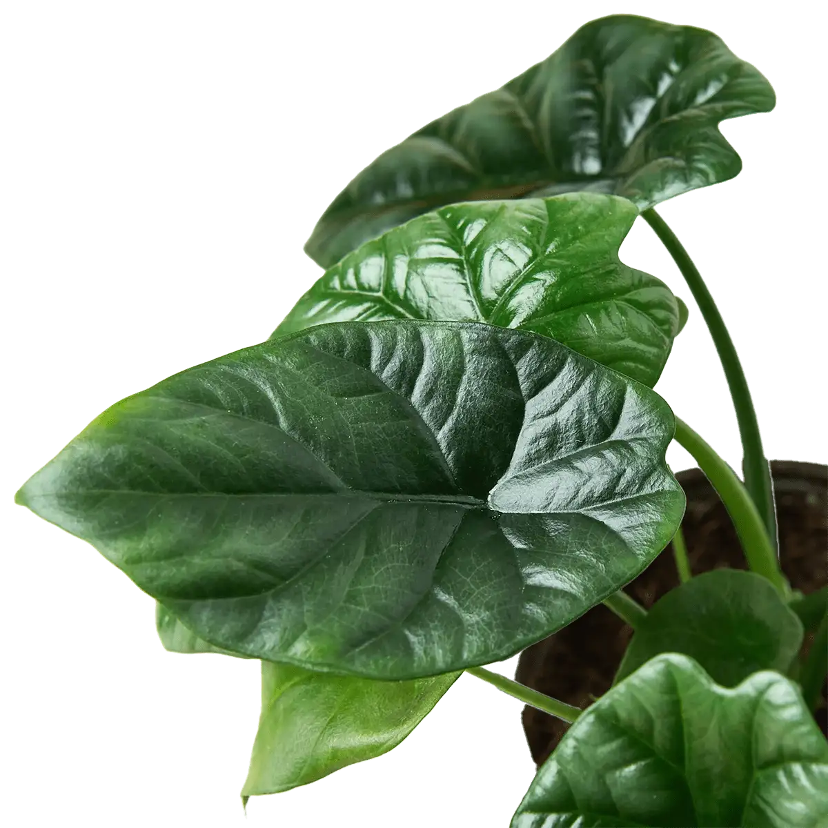 Alocasia 'Reversa' House Plants for Sale - 4in, Nursery Pot, Detail Photo | Best Indoor Plants & Houseplant Sale | Forget Me Not Flower Market