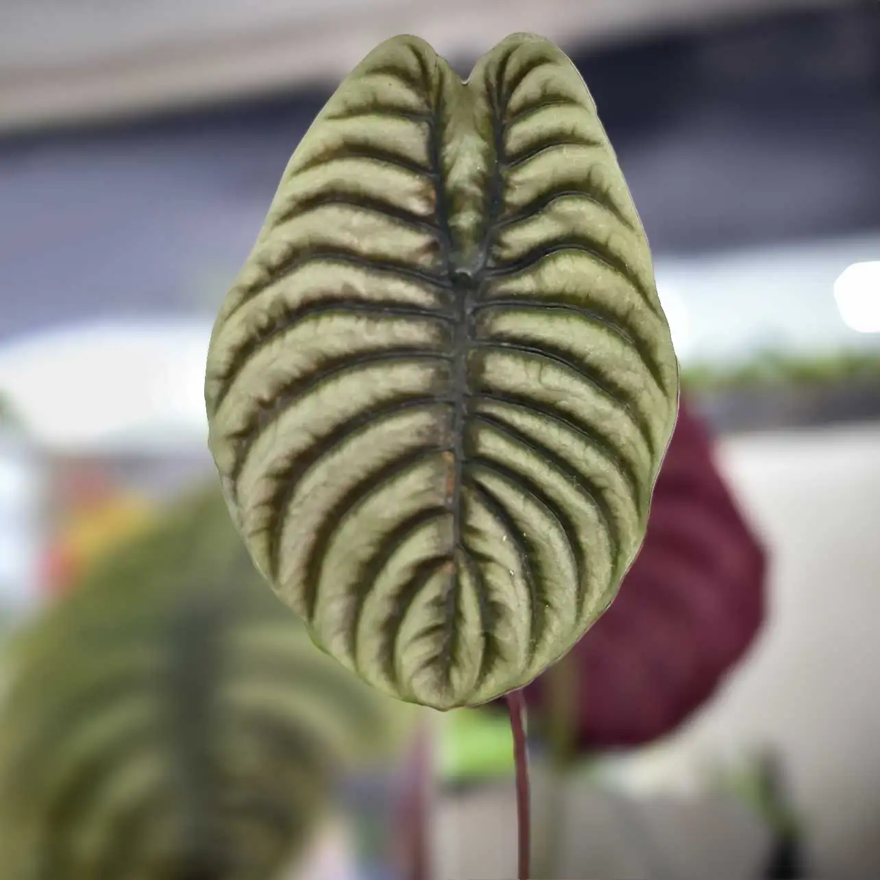 Image of Alocasia Red Secret - Perfect Plant Lovers Gift