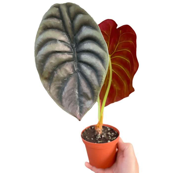 Alocasia Red Secret Plant for Sale | Houseplant Sale | Forget Me Not Flower Market