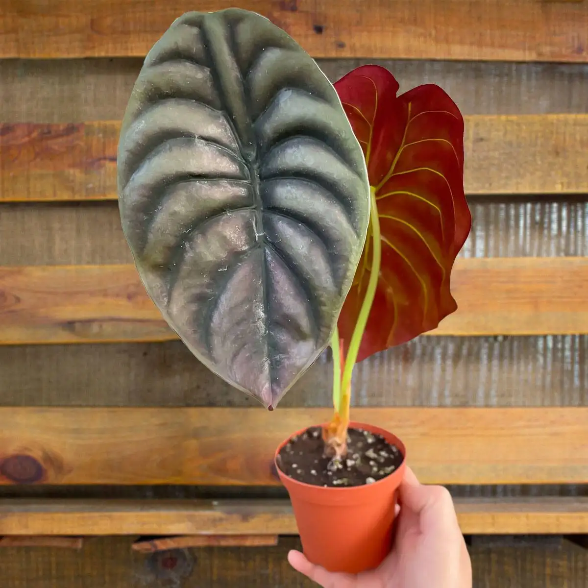 Alocasia Red Secret Plant for Sale | Houseplant Sale | Forget Me Not Flower Market