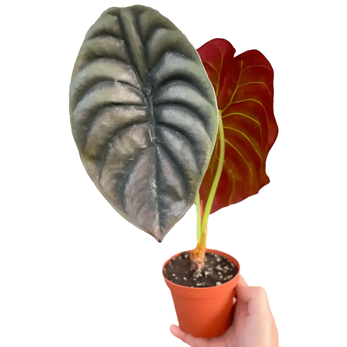 Alocasia Red Secret Plant for Sale | Houseplant Sale | Forget Me Not Flower Market