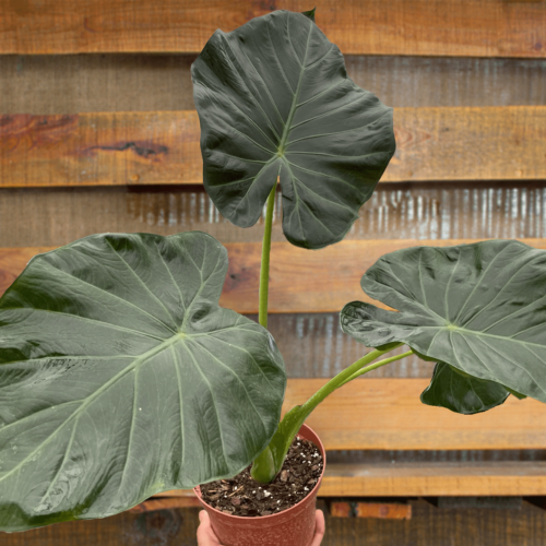 image of alocasia regal shields plant for sale | houseplantsale.com | forget me not flower market