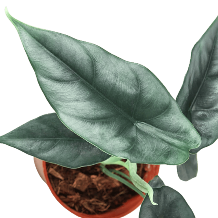 Alocasia 'Reversa' House Plants for Sale - 4in, Nursery Pot, Detail Photo | Best Indoor Plants & Houseplant Sale | Forget Me Not Flower Market