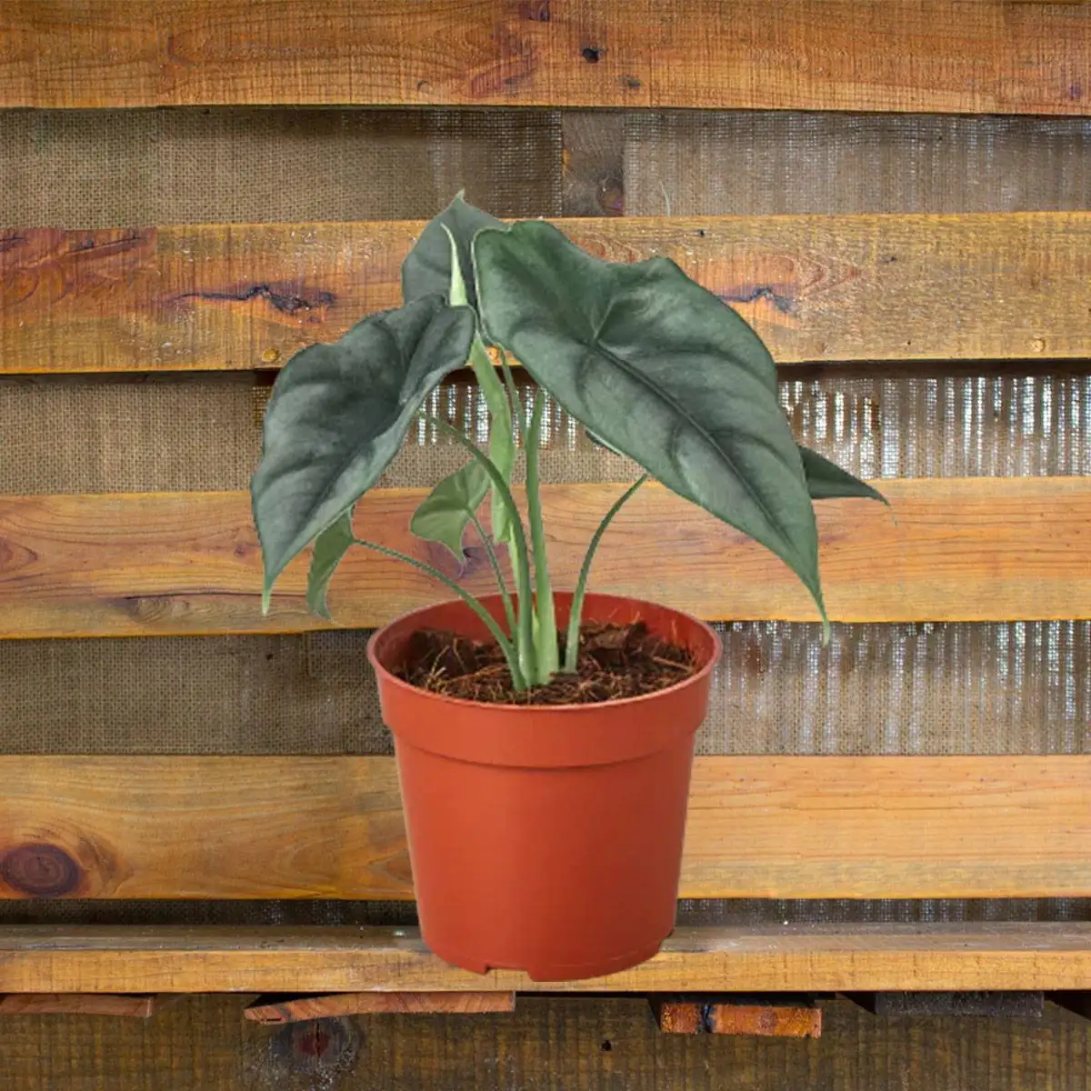 Alocasia Reversa