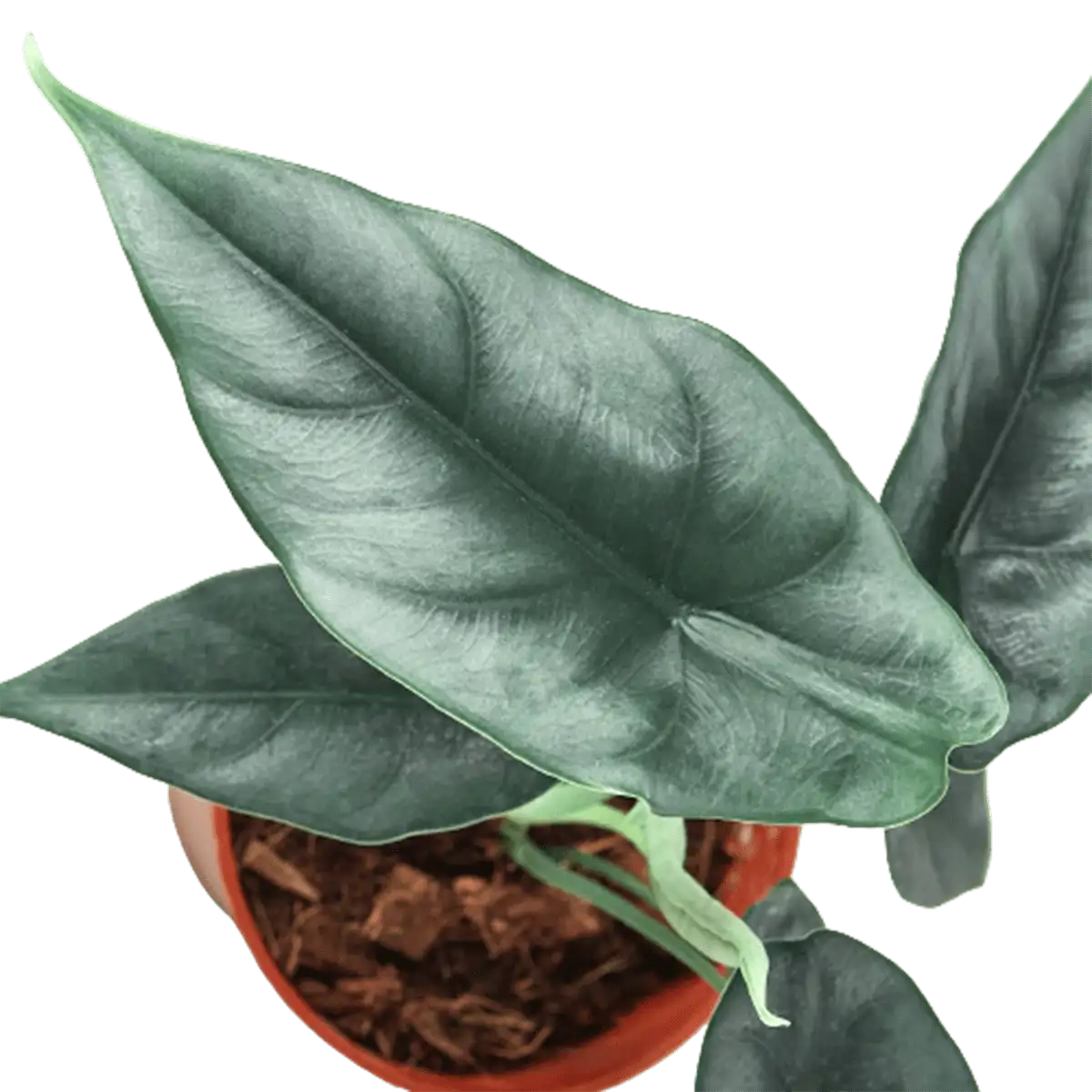 Alocasia 'Reversa' House Plants for Sale - 4in, Nursery Pot, Detail Photo | Best Indoor Plants & Houseplant Sale | Forget Me Not Flower Market