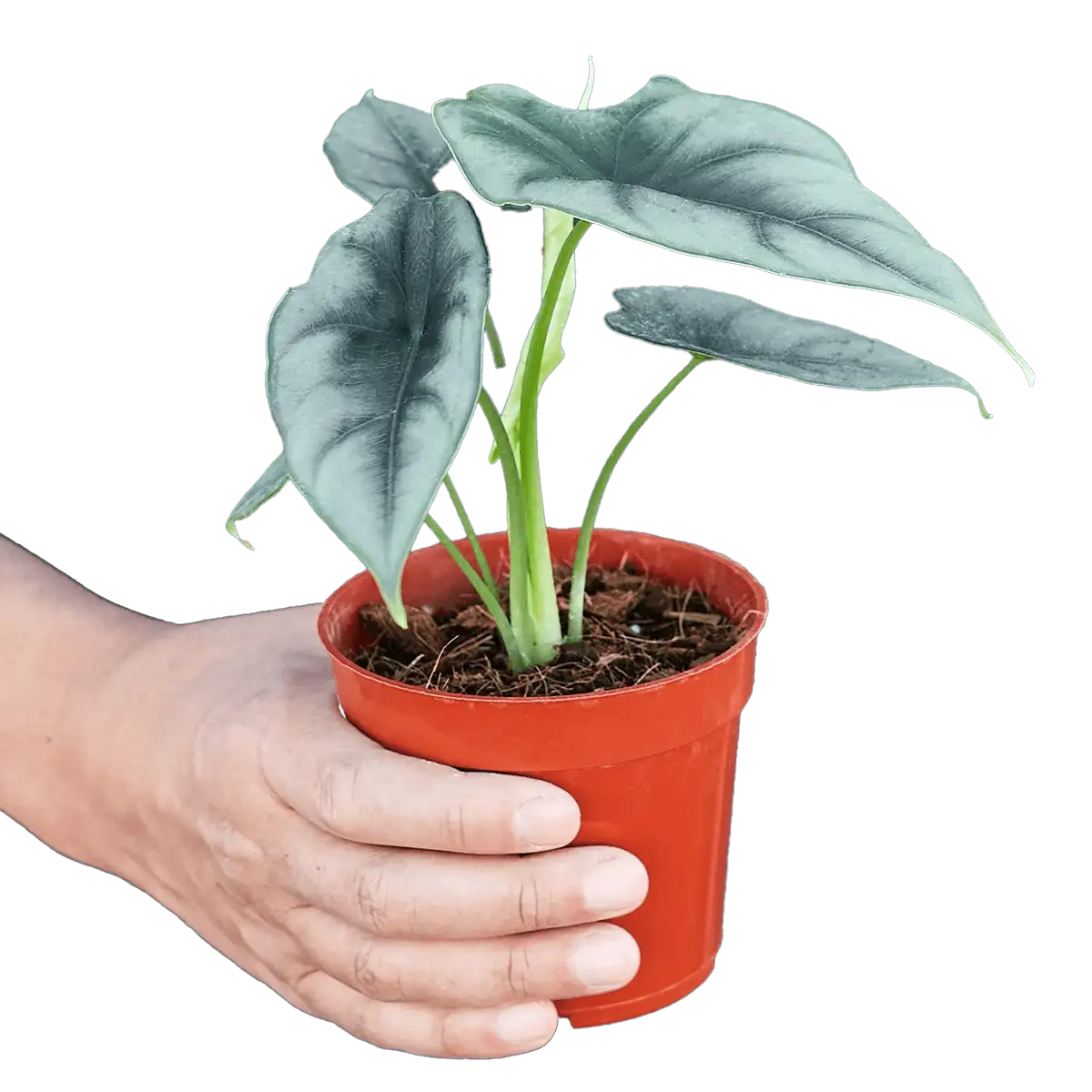 Alocasia 'Reversa' House Plants for Sale - 4in, Nursery Pot, Detail Photo | Best Indoor Plants & Houseplant Sale | Forget Me Not Flower Market