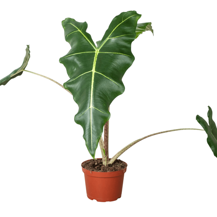 image of alocasia sarian plant for sale | houseplantsale.com | forget me not flower market