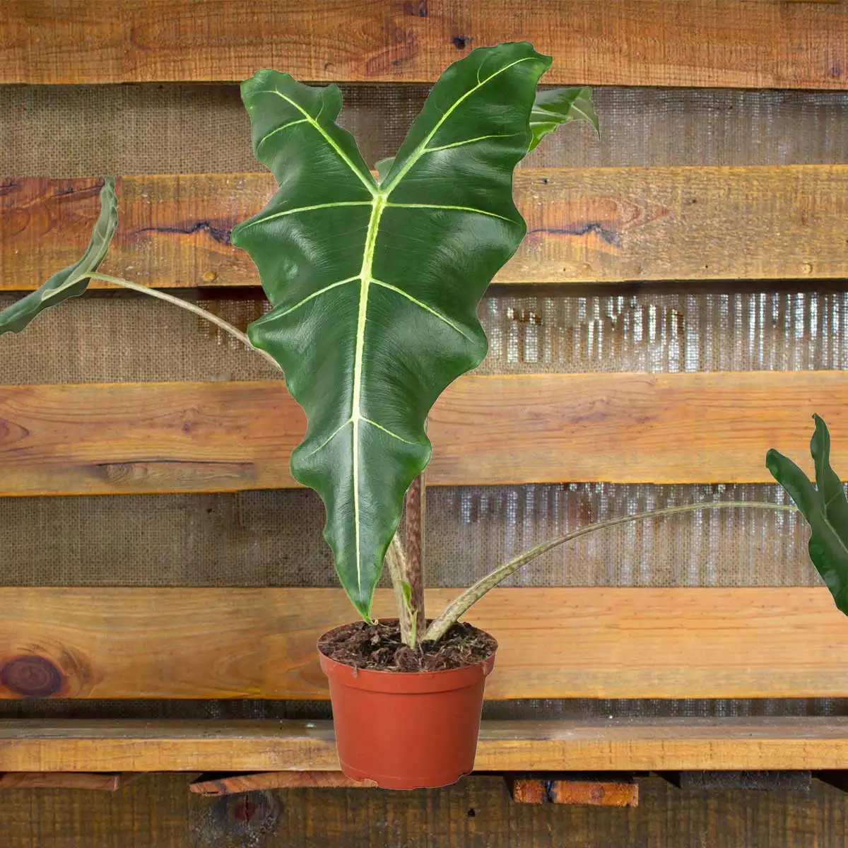 image of alocasia sarian plant for sale | houseplantsale.com | forget me not flower market